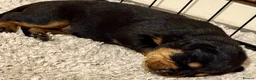 Rottweiler dogs for sale: Gorgeous Rottweiler puppies available  - Advert 2