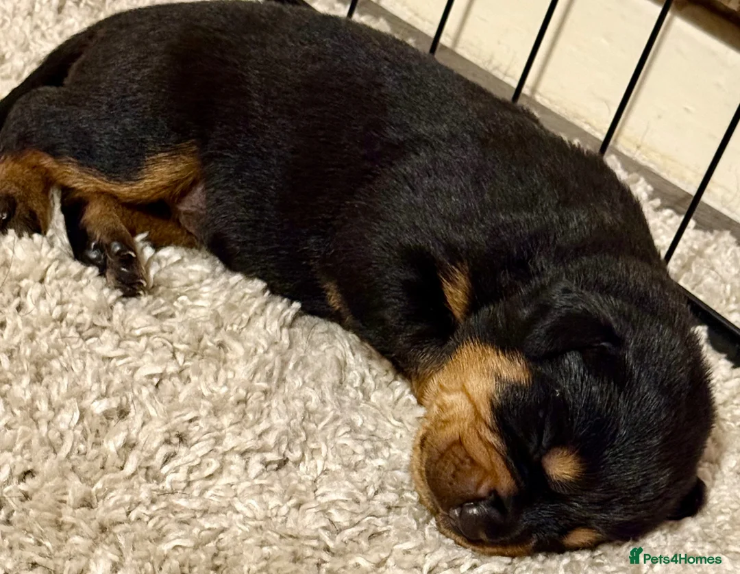 Rottweiler dogs for sale: Gorgeous Rottweiler puppies available  - Advert 2