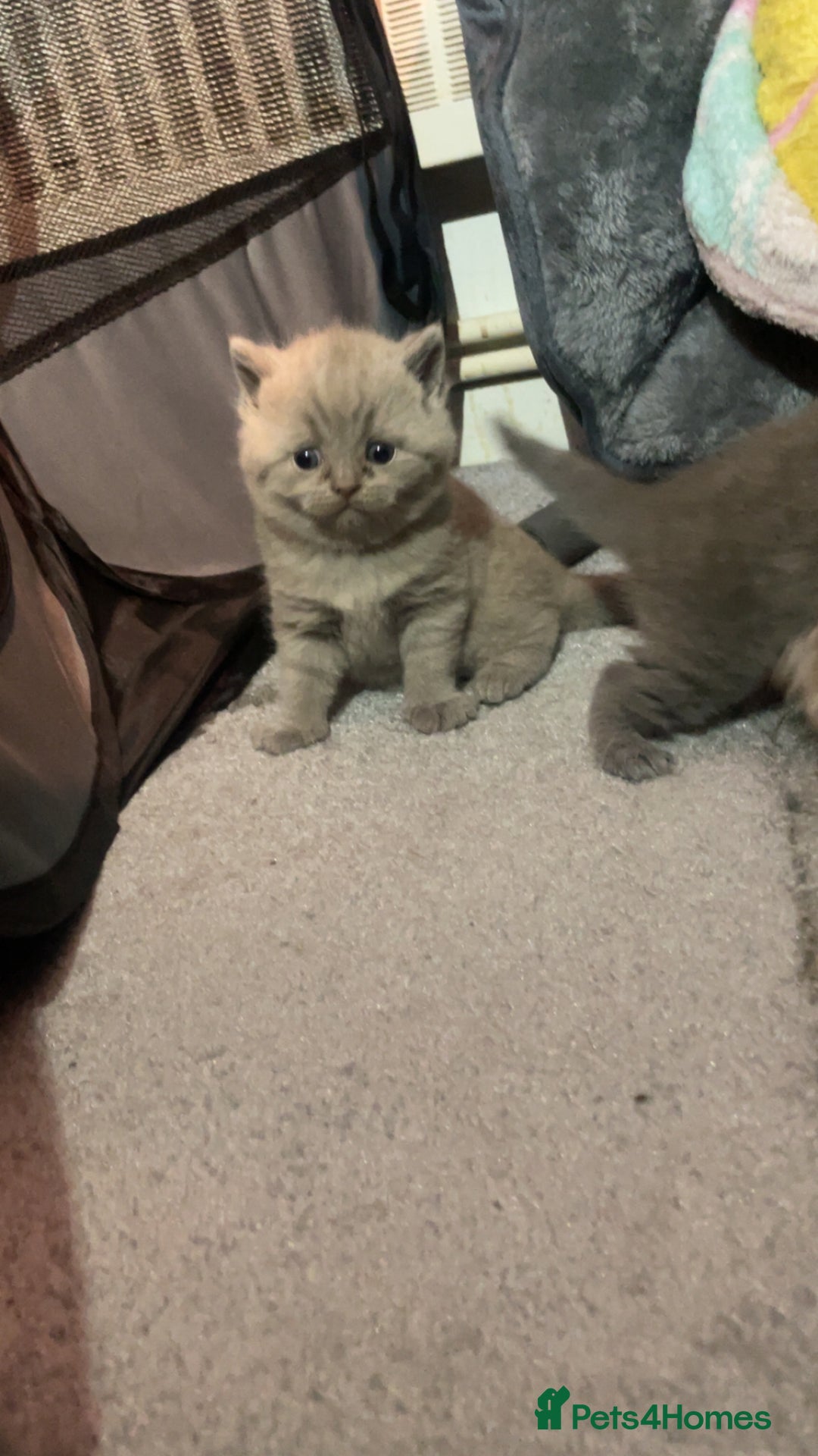 British Shorthair cats for sale:  Pedigree British shorthair kitten - Advert 18