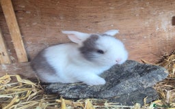 English Lop rabbits for sale: Beautiful dark grey split lop buck and liac doe - Image 6