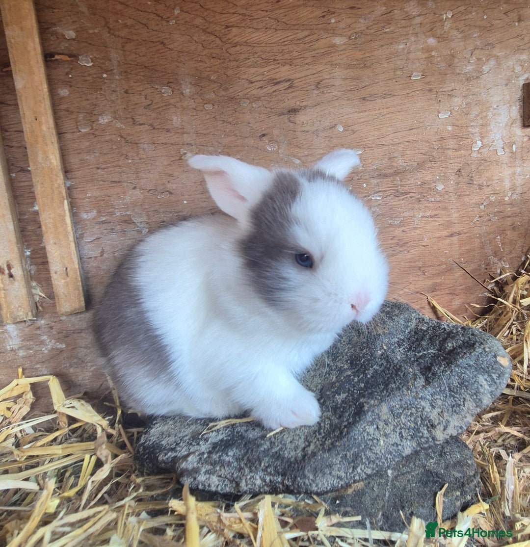 English Lop rabbits for sale: Beautiful dark grey split lop buck and liac doe - Image 6
