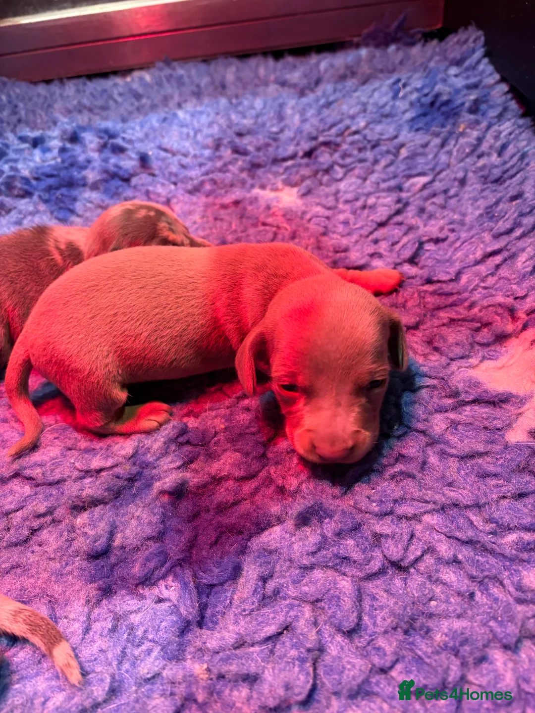 Miniature Dachshund dogs for sale: Miniature Dachshund KC Puppies  - Advert 7