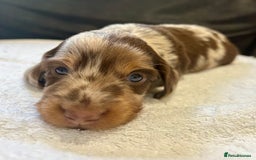 Miniature Dachshund dogs for sale: Stunning Kc Reg Long Hair Mini Dachshund puppies  - Image 11
