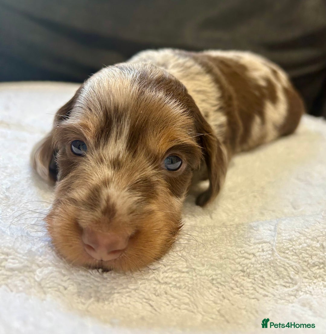 Miniature Dachshund dogs for sale: Stunning Kc Reg Long Hair Mini Dachshund puppies  - Image 11