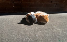 Guinea Pig rodents for sale: Stunning baby male guinea pigs  - Image 2