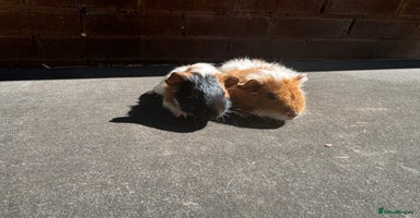 Guinea Pig rodents - Advert 14