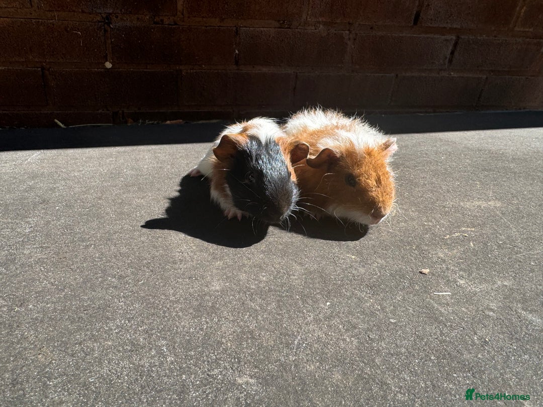 Guinea Pig rodents for sale: Stunning baby male guinea pigs  - Image 2