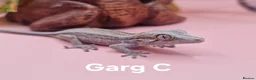 Gecko reptiles for sale: Gargoyle Gecko Hatchlings/Juveniles - Advert 6