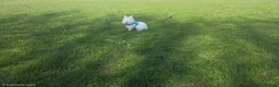 Lionhead rabbits for sale: Double Lionhead in Huddersfield - Advert 4