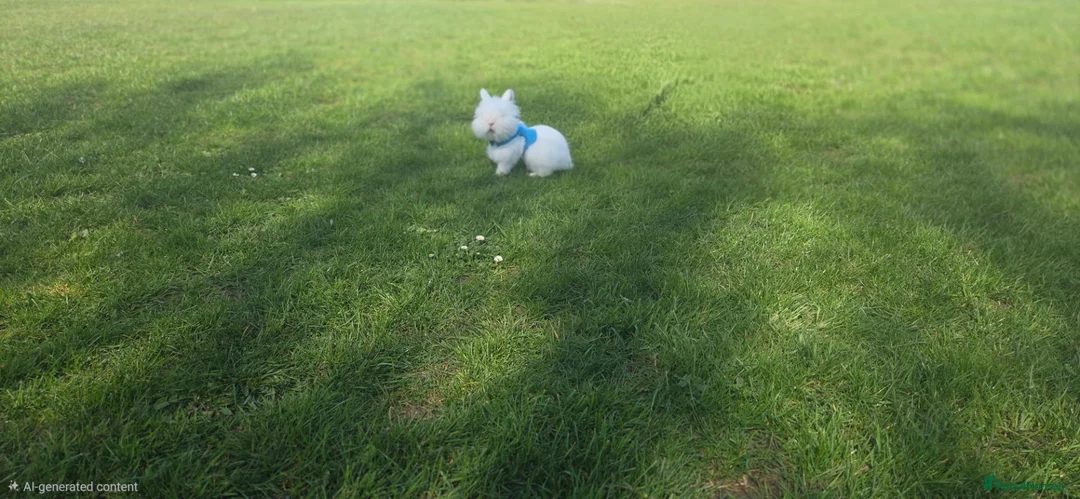 Lionhead rabbits for sale: Double Lionhead in Huddersfield - Advert 4