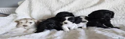 Cockapoo dogs for sale: F1 Cockapoos. DNA Health tested.  - Advert 1