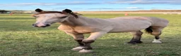 Welsh Section D horses for sale: Welsh part bred gelding  - Advert 3