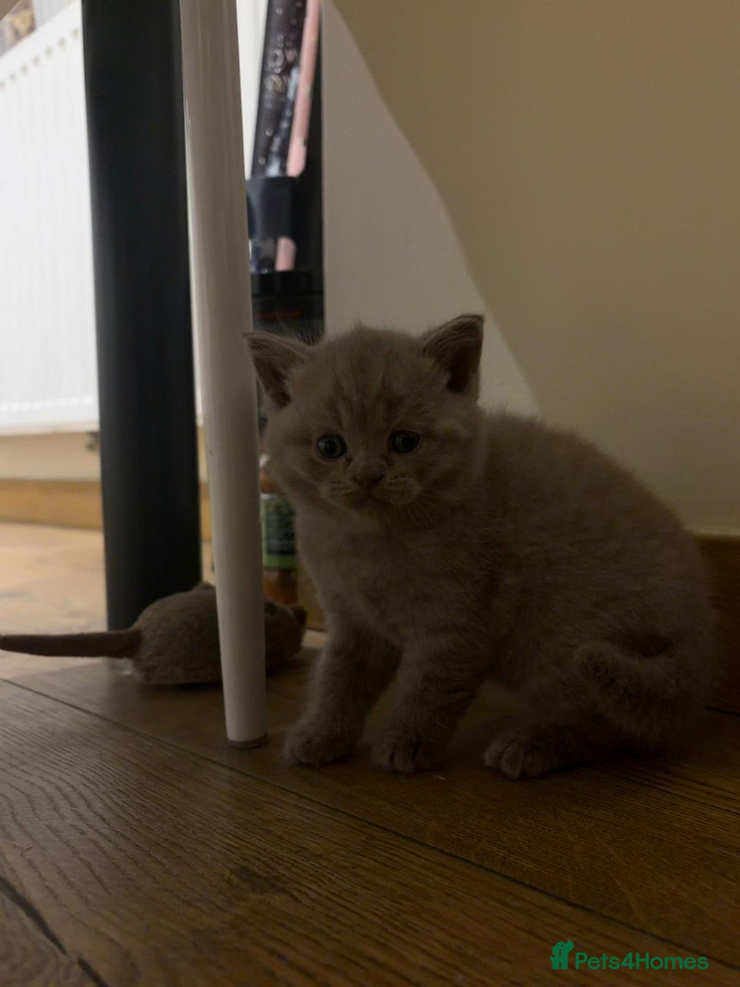 British Shorthair cats for sale: 4 beautiful British shorthair kittens - Advert 14