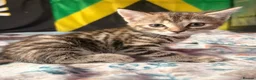 Domestic Shorthair cats for sale: Gorgeous kittens for sale - Advert 2
