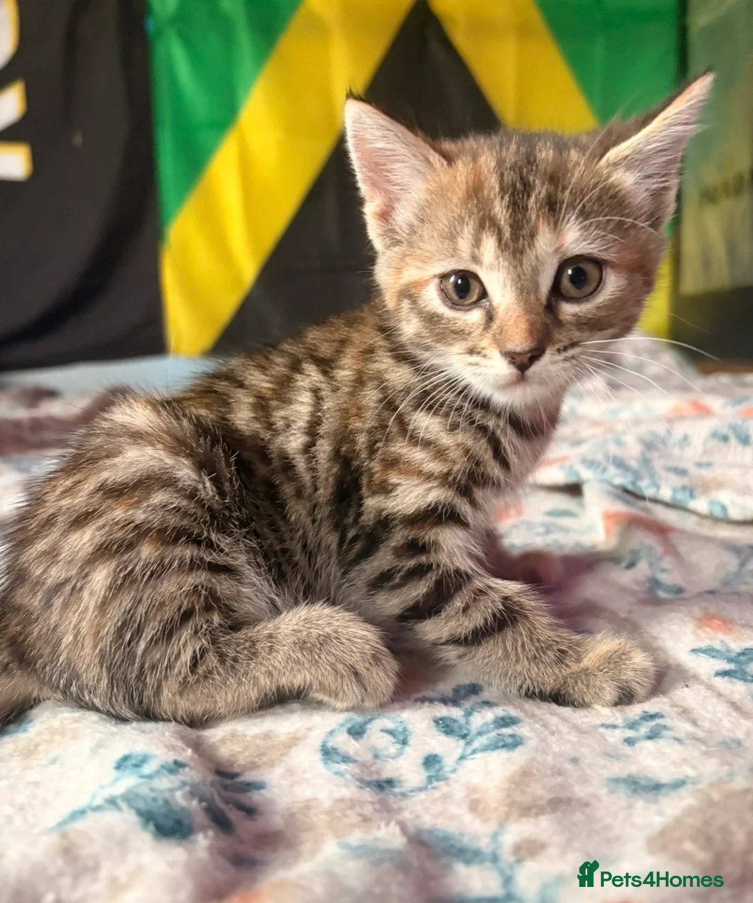 Domestic Shorthair cats for sale: Gorgeous kittens for sale - Advert 2