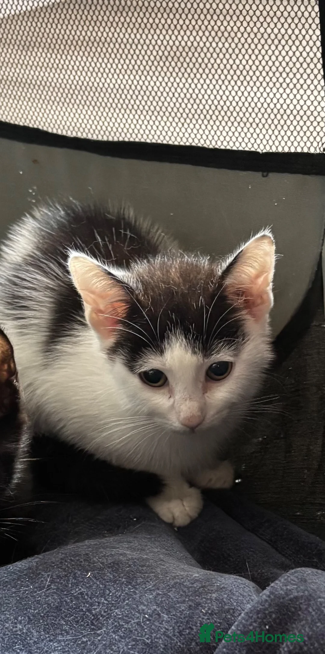 Mixed Breed cats for sale: 7 beautiful kittens  - Advert 3