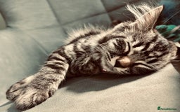 Mixed Breed cats for sale: Ginger female kitten - Image 7