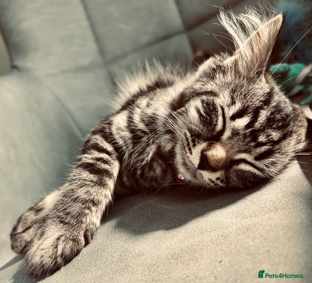 Mixed Breed cats for sale: Ginger female kitten - Image 7