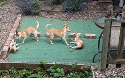 Chihuahua dogs for sale: 💖 3 Beautiful Chihuahua Puppies - Image 5