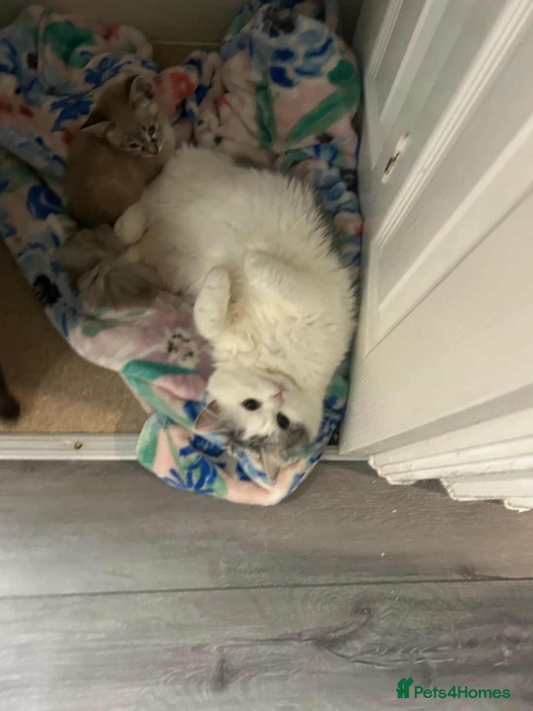 Perdoll cats for sale: Beautiful perdoll babies ❤️ - Advert 15