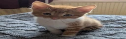 Domestic Shorthair cats for sale: 5 Ginger Kittens - Advert 16
