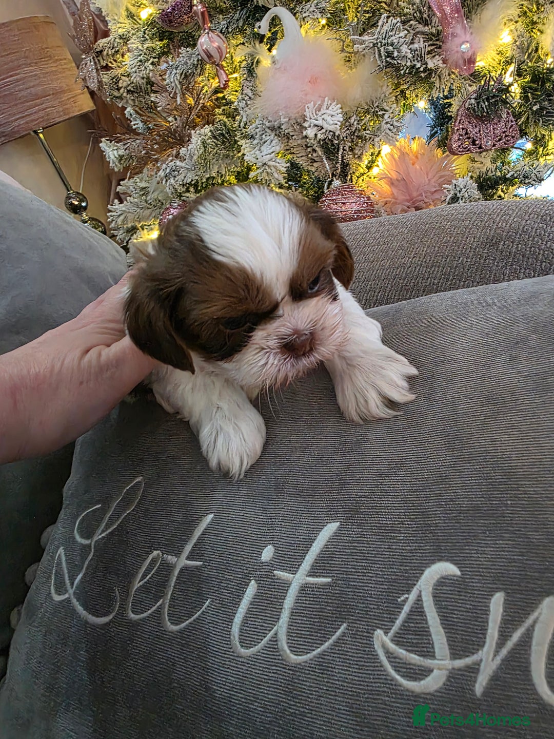 Shih Tzu dogs for sale: Imperial shih tzu stunning - Advert 7