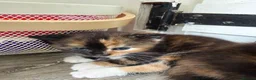 Mixed Breed cats for sale: Kittens for sale  in Wymondham - Advert 4