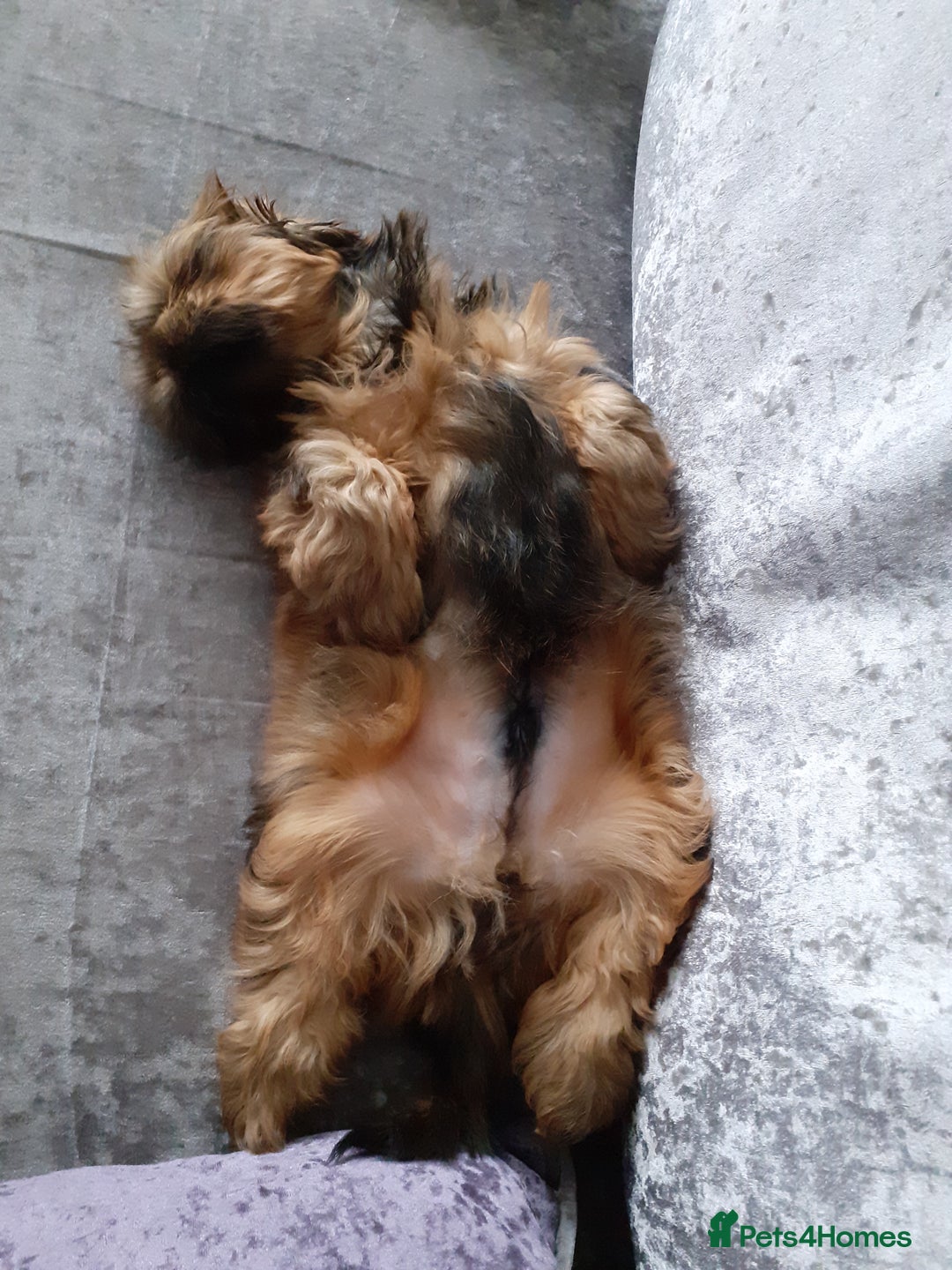 Shih Tzu dogs for stud: Stunning shihtzu stud in Wrexham - Advert 21