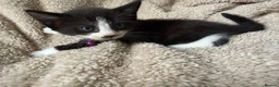 Mixed Breed cats for sale: Last 2 male kittens - ready now  - Advert 8