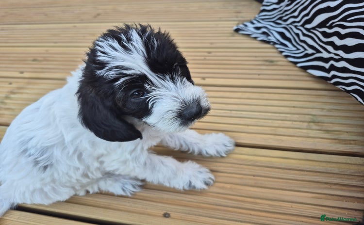Mixed Breed dogs - Advert 7