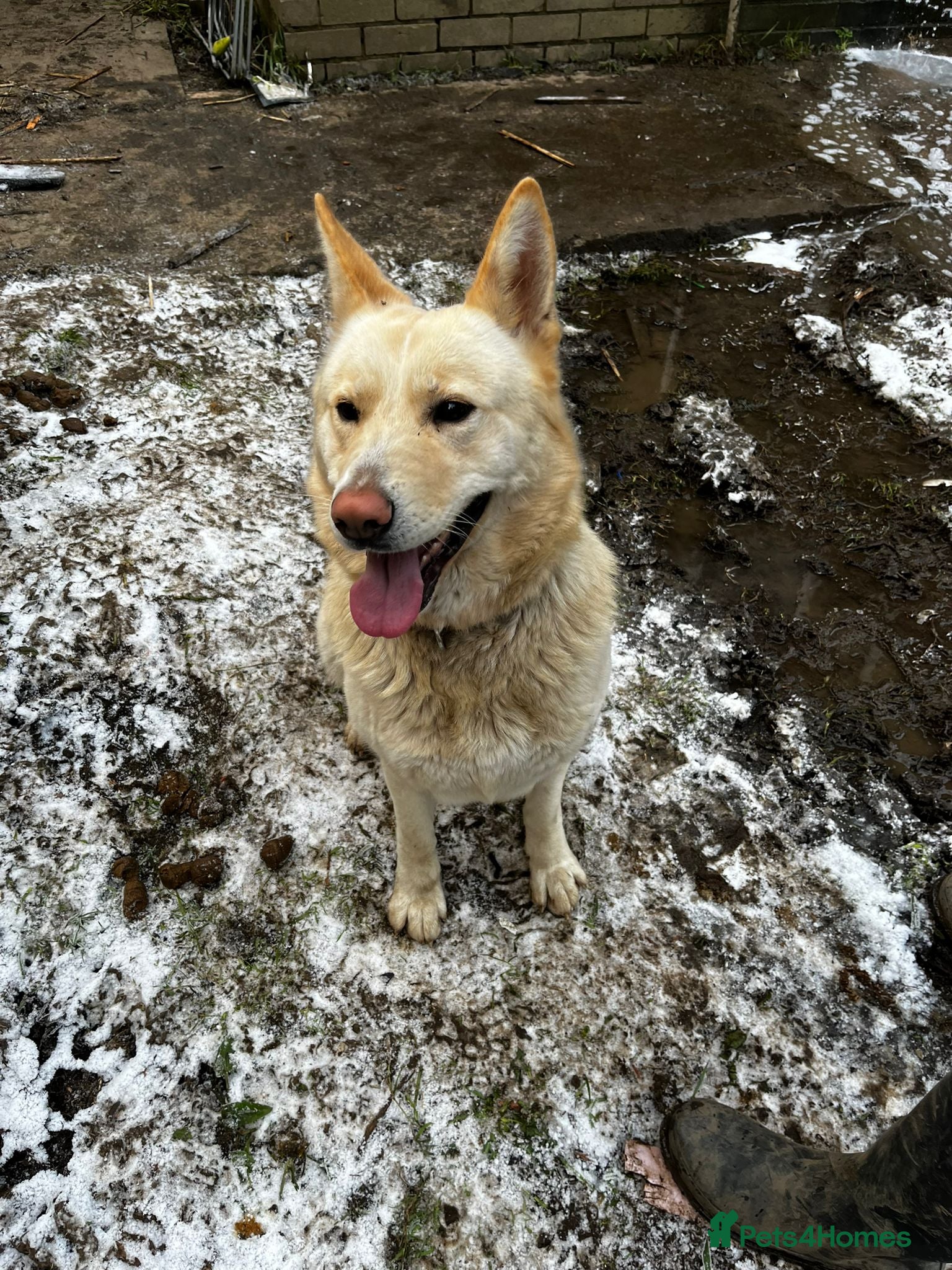 Mixed Breed dogs Beautiful German ShepherdXAmerican Akita for sale - Advert 5