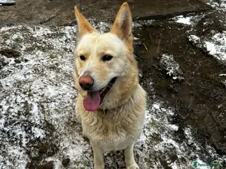 Mixed Breed dogs Beautiful German ShepherdXAmerican Akita for sale - Advert 5