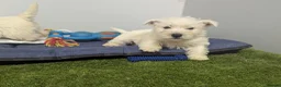 West Highland Terrier dogs for sale: West Highland Terrier puppies  - Advert 4