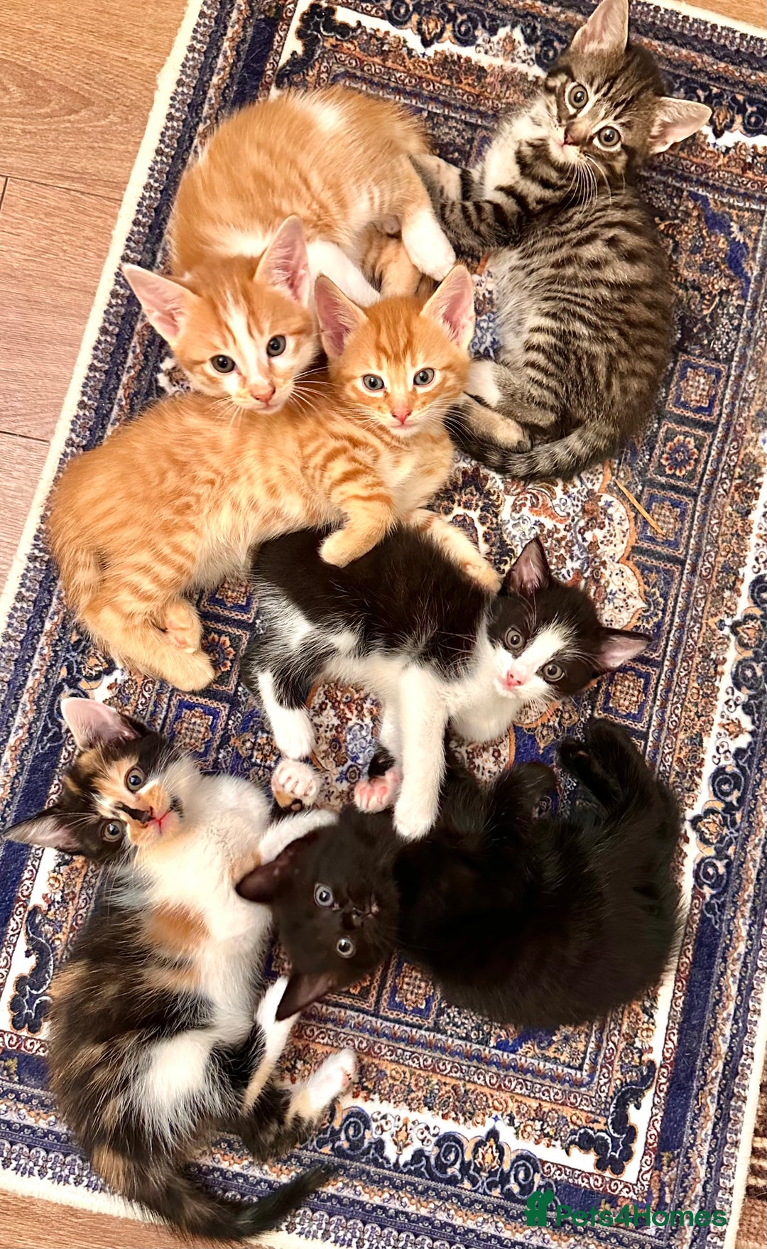 Mixed Breed cats for sale: Kittens from half Siamese mum - Advert 13