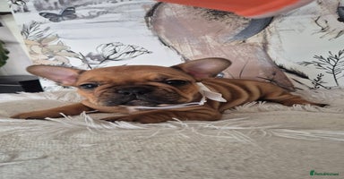 French Bulldog dogs - Advert 13