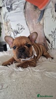 French Bulldog dogs - Advert 13