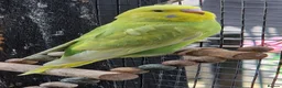 Budgerigars birds for sale: 3x 9 week old budgies ready now - Advert 16