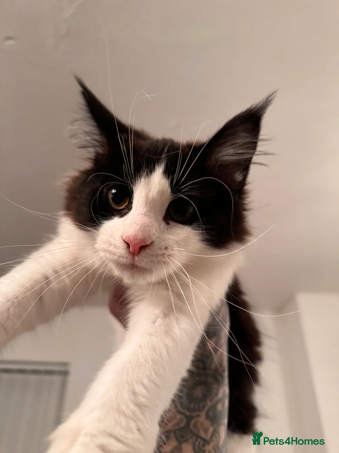 Ragdoll cats for sale: Main coon ragdoll mix - Advert 2