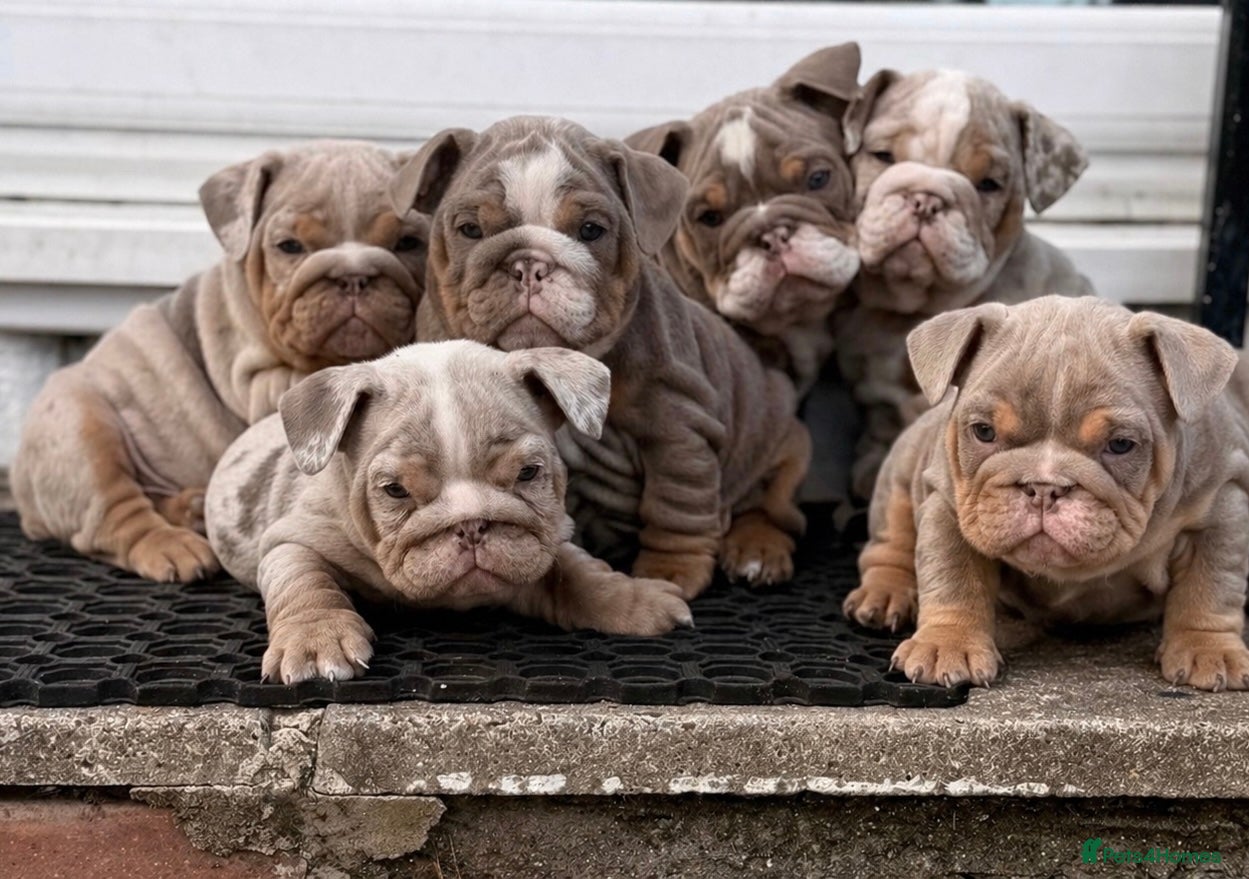 English Bulldog dogs BRITISH BULLDOG PUPPIES - Advert 14