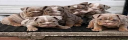 English Bulldog dogs for sale: 1 LEFT VACCINATED + READY TO LEAVE BRITISH BULLDOG - Advert 1