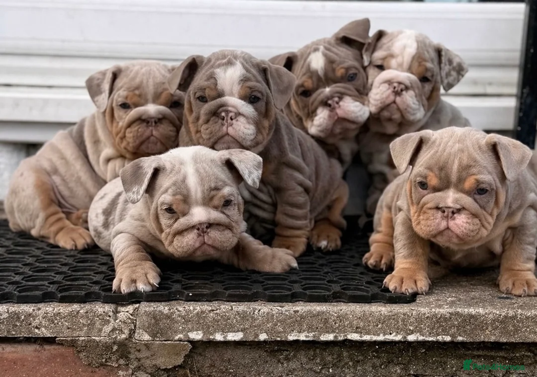 English Bulldog dogs for sale: 1 LEFT VACCINATED + READY TO LEAVE BRITISH BULLDOG - Advert 1