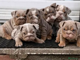 English Bulldog dogs BRITISH BULLDOG PUPPIES - Advert 14