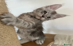 Maine Coon cats for sale: Maine Coon boy male TICA pedigree shaded  - Image 6