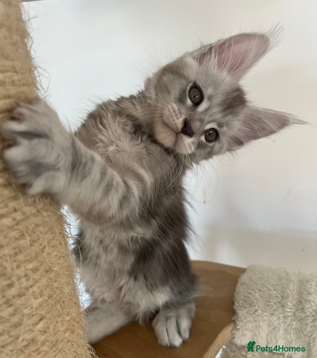 Maine Coon cats for sale: Maine Coon boy male TICA pedigree shaded  - Image 6