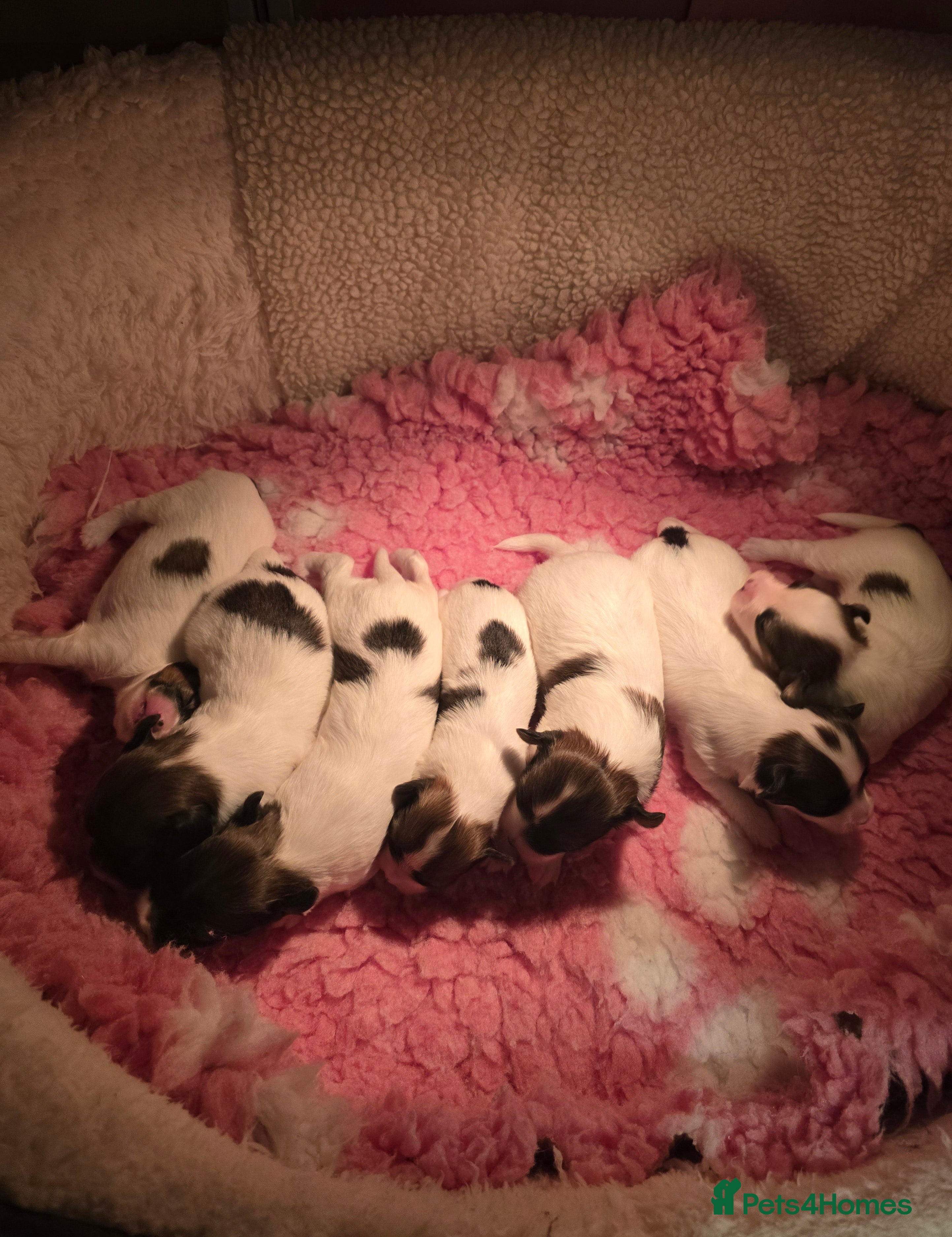 Papillon dogs ROYAL KANIN CLUB registered  DNA tested perents  - Advert 1