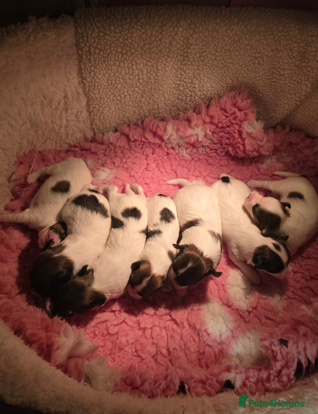 Papillon dogs for sale: ROYAL KENNEL CLUB registered,  DNA tested perents  - Advert 1