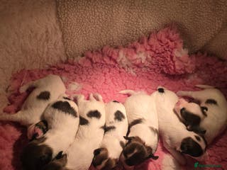 Papillon dogs ROYAL KENNEL CLUB registered, DNA tested perents - Advert 4