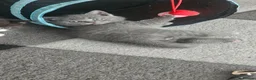 British Shorthair cats for sale: 🐾 Beautiful British Shorthair Kittens 🐾 - Advert 12