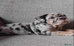 English Bulldog dogs for sale: Beautiful English Bulldog Puppies - Image 1