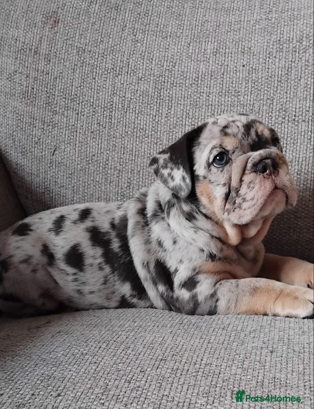 English Bulldog dogs for sale: Beautiful English Bulldog Puppies - Image 1